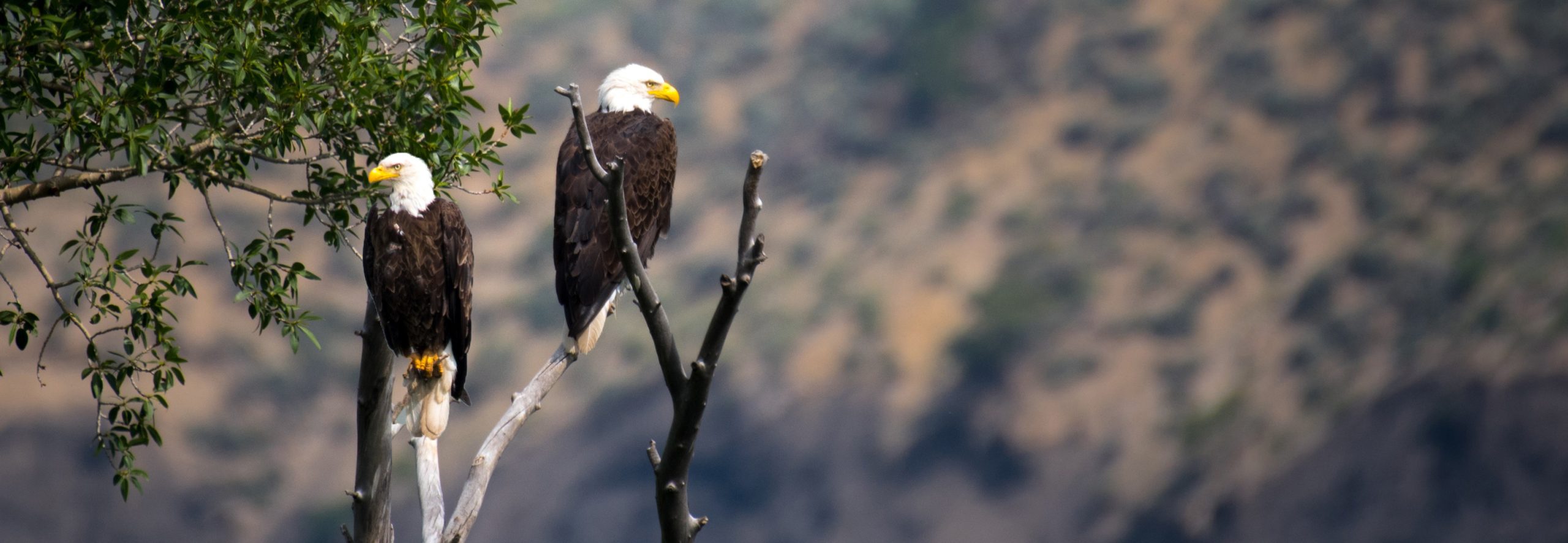 Two eagles standing up at the top of a tree attentively looking the surroundings.